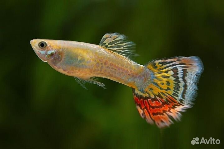 Гуппи Кобра ананас (Guppy pineapple cobra) самцы