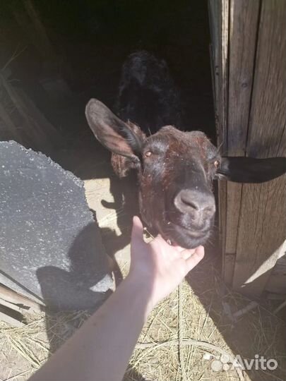 Зааненская коза