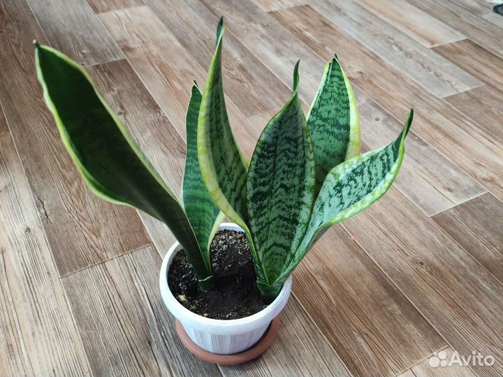 Сансевиерия