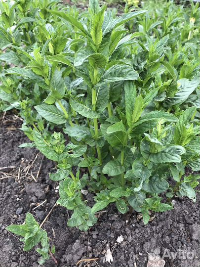 Мята (два вида)