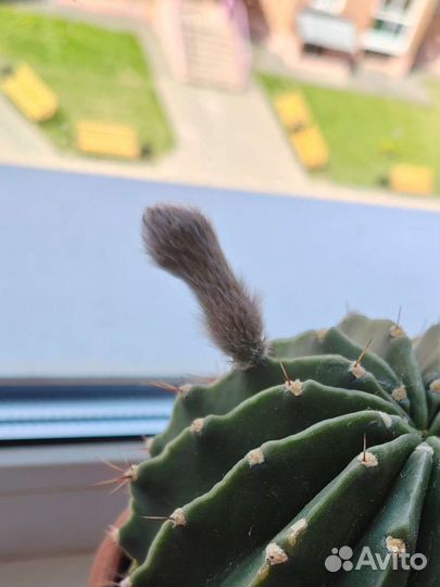 Кактус цветущий с горшком