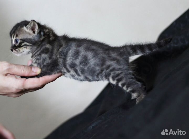 Угольные бенгальские красавчики