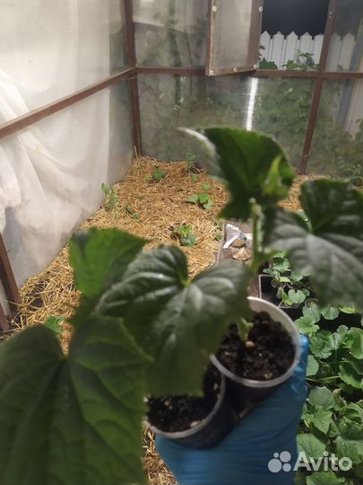 Рассада огурцов