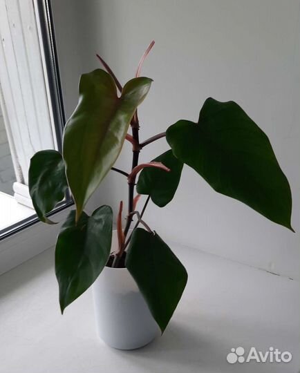Филодендрон краснеющий