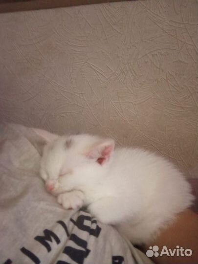 Продам британскую кошку
