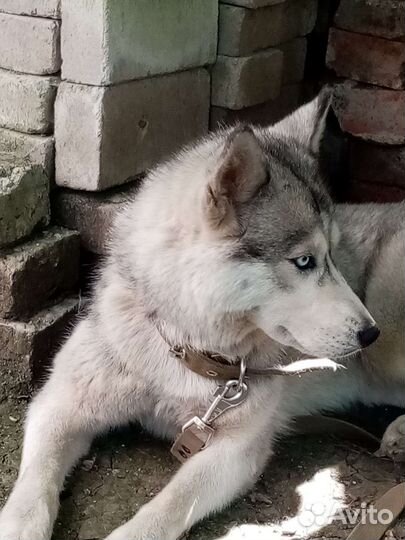 Хаски девочка