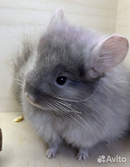 Шиншиллы ангоры мальчик и девочка 5,5 мес