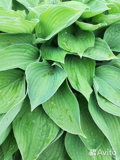 Хоста пучок из 5-7 черенков