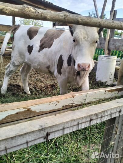 Продается тёлка от молочной коровы