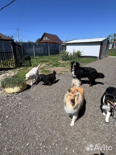 Зоогостиница, передержка собак и кошек