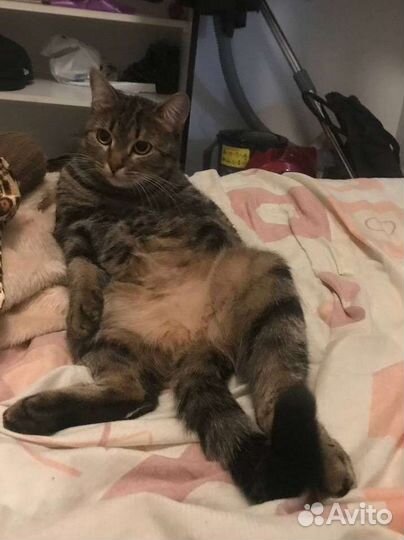 Отдам в добрые руки молодою кошку
