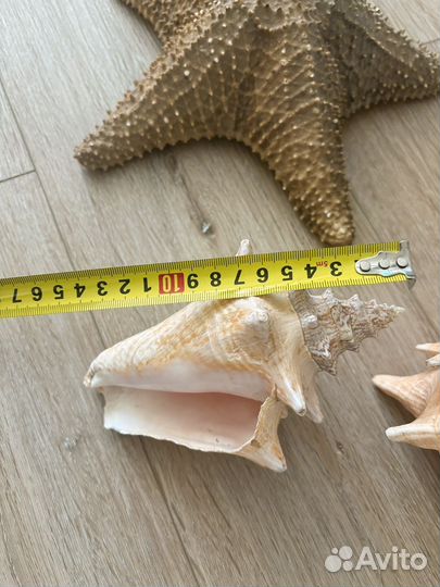Ракушки морские и звезда