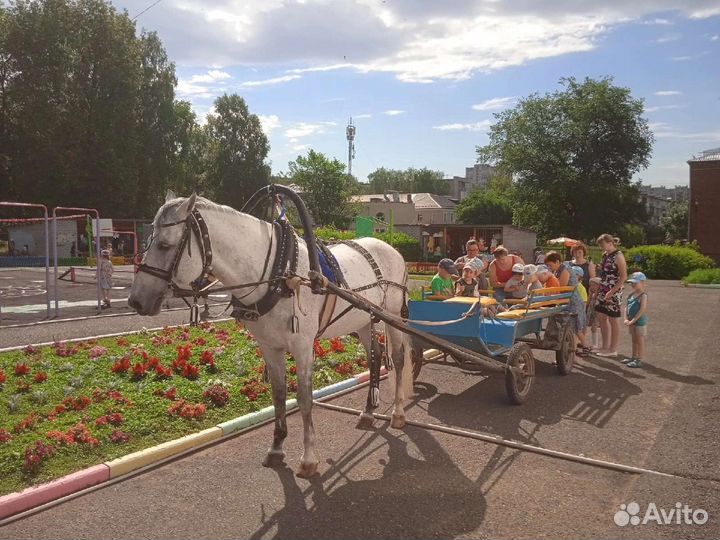 Катание на лошадях