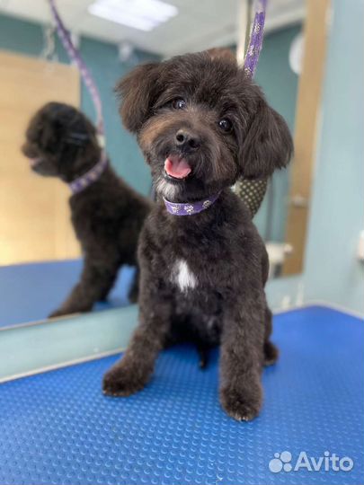 Стрижка собак, груминг