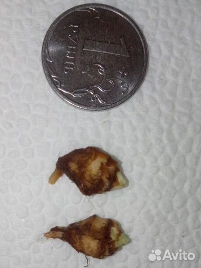 Алоказия клобучковая листья сердечками