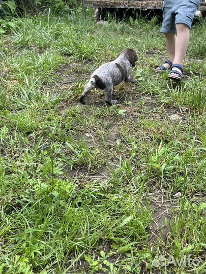 Щенки курцхара