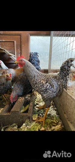 Яйцо куриное