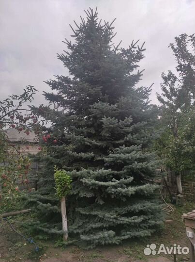 Ель голубая