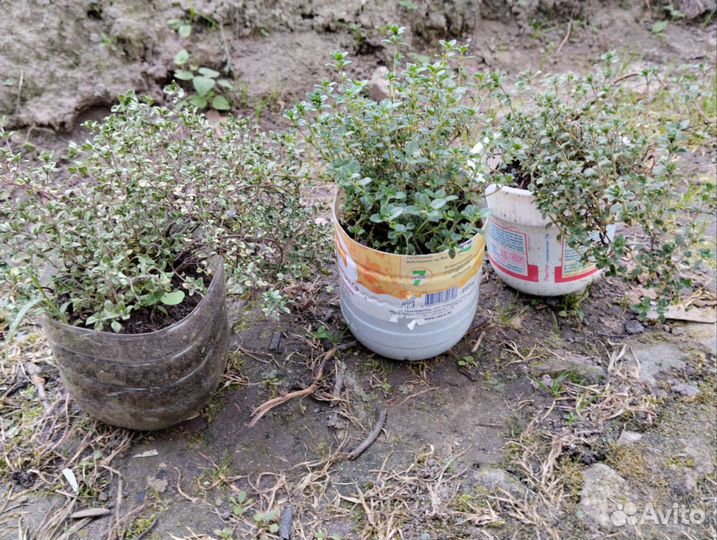 Чабрец лимонный