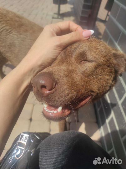 Хороший пёс, в добрые руки