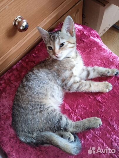 Кошки в добрые руки бесплатно