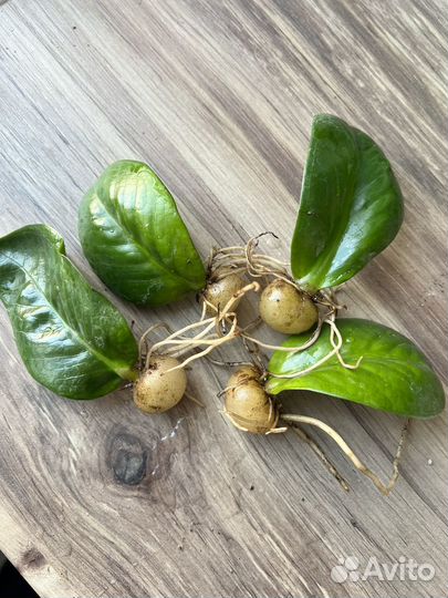 Замиокулькас зензи кучерявый