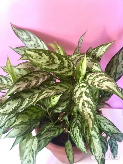Аглаонема Серебряная королева