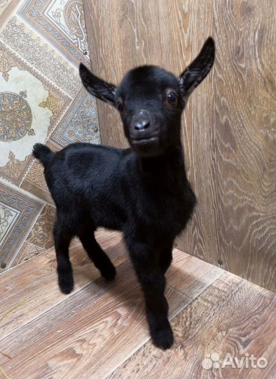 Мурсия Гранада 100% и Мурсо - камерунцы