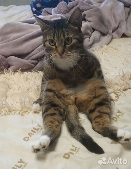 Передержка собак и кошек в домашних условиях