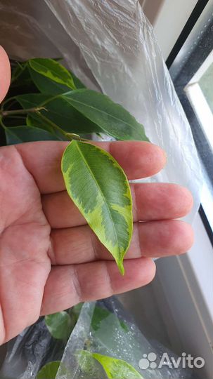 Фикус бенджамина вариегатный