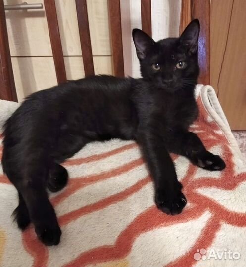 Котик Тишка ищет дом