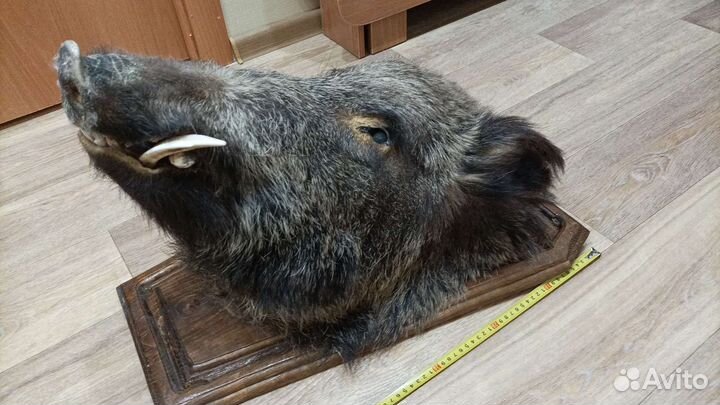 Голова кабана