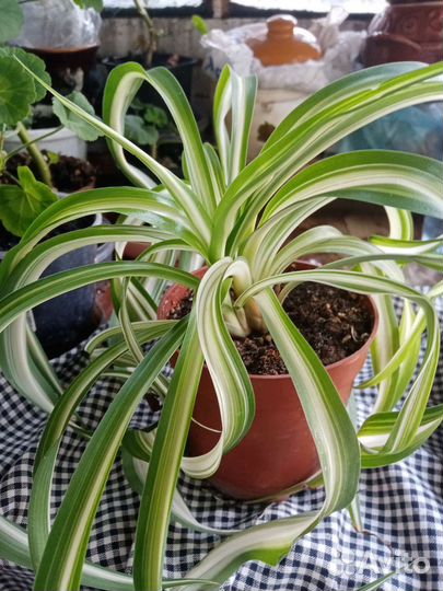 Хлорофитум кудрявый, с кремовый полосой