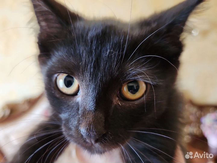 Кошки
