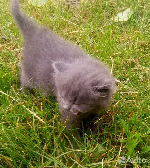 Британочка