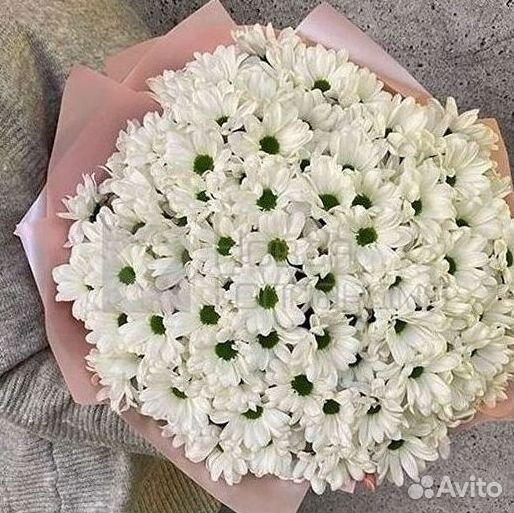 Хризантема