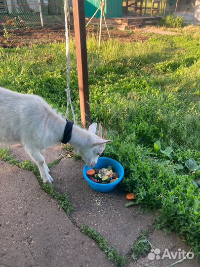 Козочка зааненская