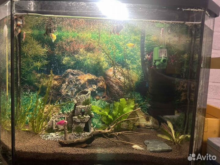 Аквариум 30 литров с рыбками и растениями