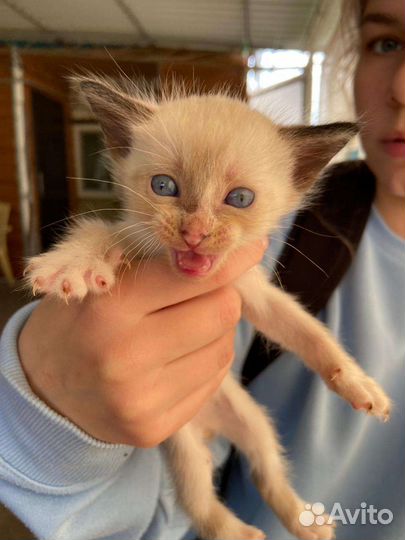 Котенок бесплатно