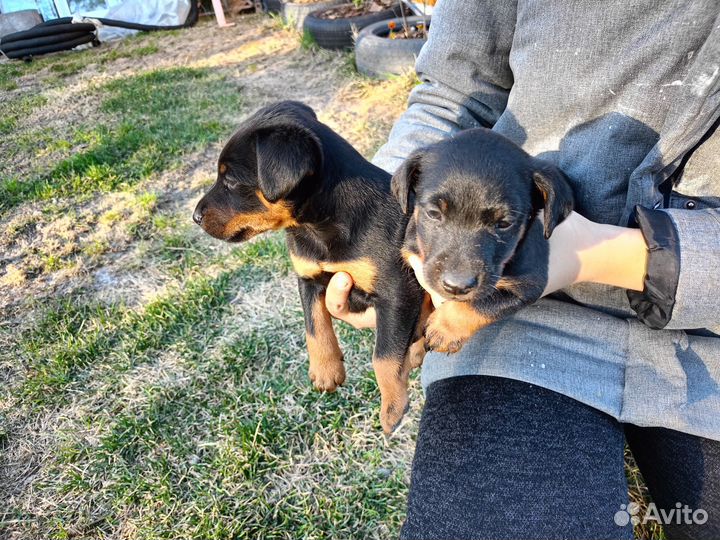 Немецкий ягдтерьер