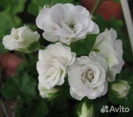 Пеларгония герань. Много сортов