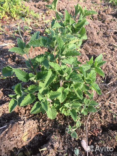 Душица, мята