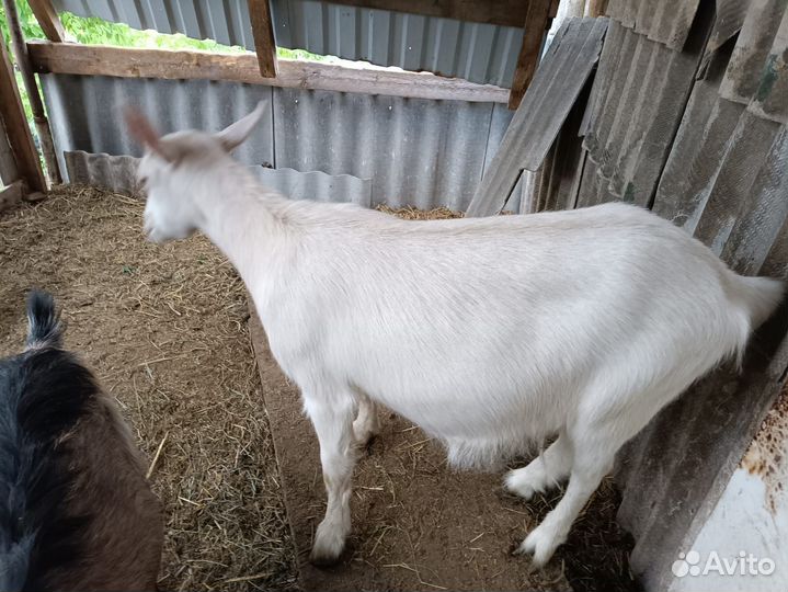 Коза дойная