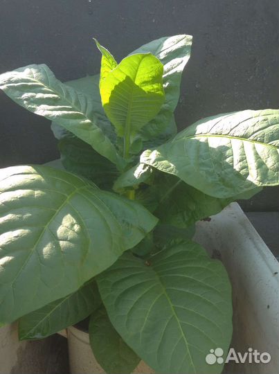 Рассада, семена табака