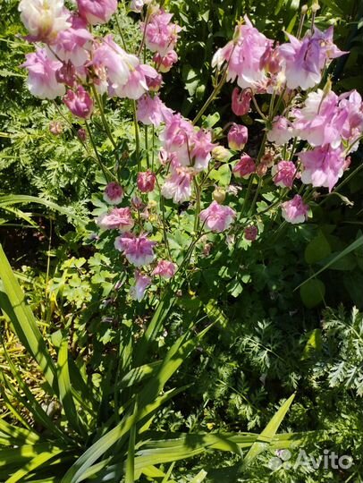 Неприхотливые многолетники