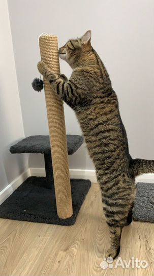 Когтеточка для кошки площадка+столбик 70 см