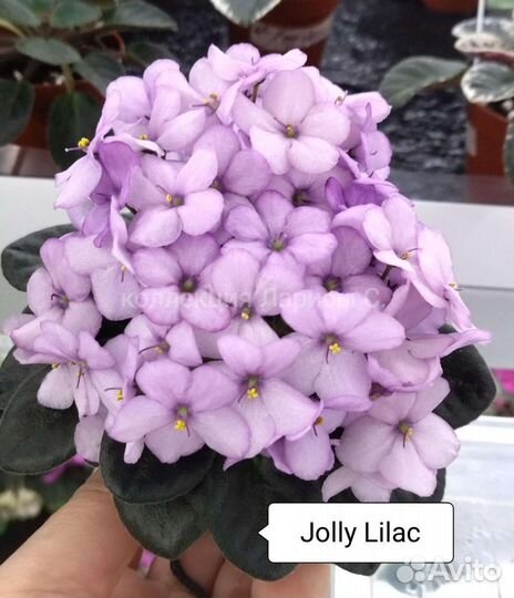 Мини фиалки