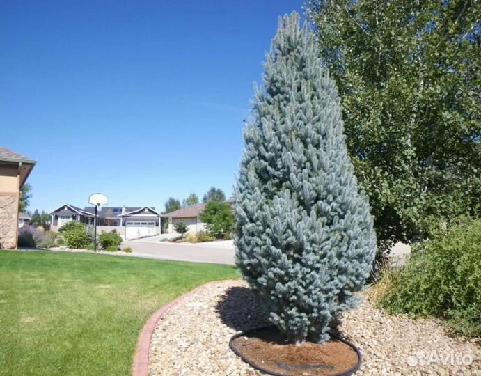 Ель изелли фастигиата