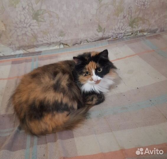 Кошки