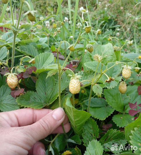 Саженцы белой земляники
